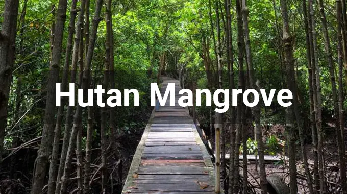 Objek Wisata Hutan Mangrove Dumai